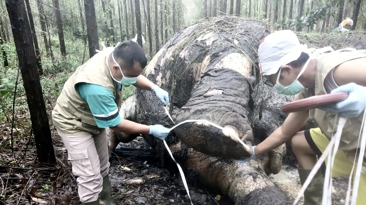 Gajah Sumatera Ditemukan Mati Tanpa Kepala di Riau