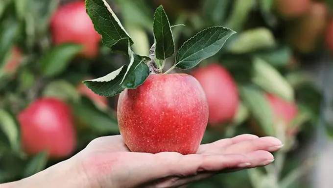 copyright pexels.com