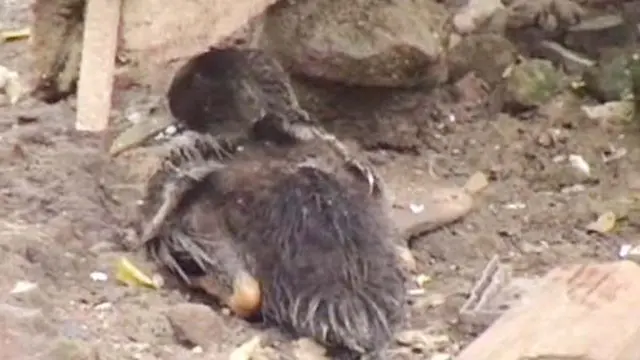 Ratusan Itik di Kediri Mati Mendadak