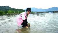Perkuat Ketahanan Ekosistem Pesisir, 33 Ribu Bibit Mangrove Ditanam di Pesawaran Lampung