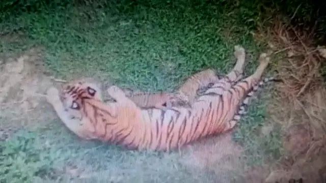 Anak harimau lahir