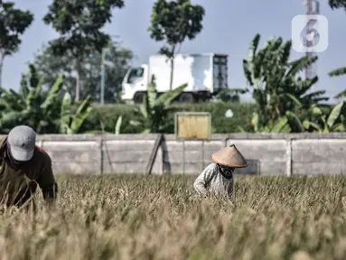 Aktivitas petani saat memanen padi di persawahan kawasan Rorotan, Jakarta, Kamis (30/7/2020). Rorotan merupakan wilayah di DKI Jakarta yang memiliki persawahan paling luas, yakni sekitar 420 hektare. (merdeka.com/Iqbal S. Nugroho)