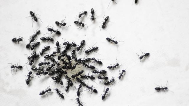 10 Cara Mengusir Semut di Rumah Secara Alami, Gunakan Bahan Dapur - Hot  Liputan6.com