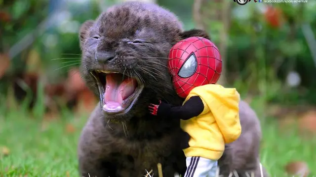 Seniman Ini Potret Boneka Spiderman dengan Kucing, 7 Hasilnya Kocak