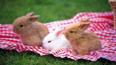 Foto Foto Kelinci Paling Imut Di Dunia Fashion Fimela Com