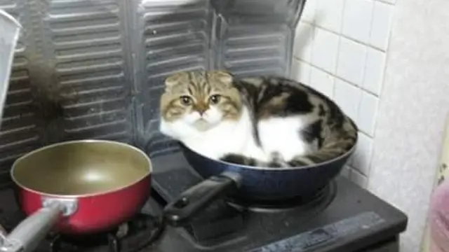6 Kelakuan Pemilik Kucing ke Peliharaannya Ini Nyeleneh, Ada yang Dimasukkan Keresek