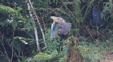 Elang Brontok yang dilepas Balai Besar Taman Nasional Gunung Halimun Salak (TNGHS)