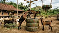 7 Ide Kreatif Memanfaatkan Ban Bekas untuk Kandang dan Ternak, Lengkap Cara Buatnya