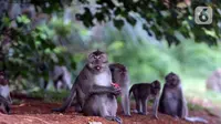 Monyet ekor panjang (Macaca Fascicularis) memakan buah yang dilemparkan warga di kawasan Suaka Margasatwa Muara Angke, Penjaringan, Jakarta, Sabtu (29/5/2021). Meski sudah ada larangan, namun pemberian makanan oleh warga kepada monyet ekor panjang masih terlihat. (Liputan6.com/Helmi Fithriansyah)