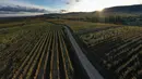 Pemandangan udara pada 26 Oktober 2021, menunjukkan kebun anggur Alsace pada hari musim gugur, dekat desa Zellenberg, Prancis timur. Saat memasuki pertengahan bulan Oktober, daun-daun akan berubah warna menyajikan pemandangan musim gugur yang memesona. (SEBASTIEN BOZON / AFP)