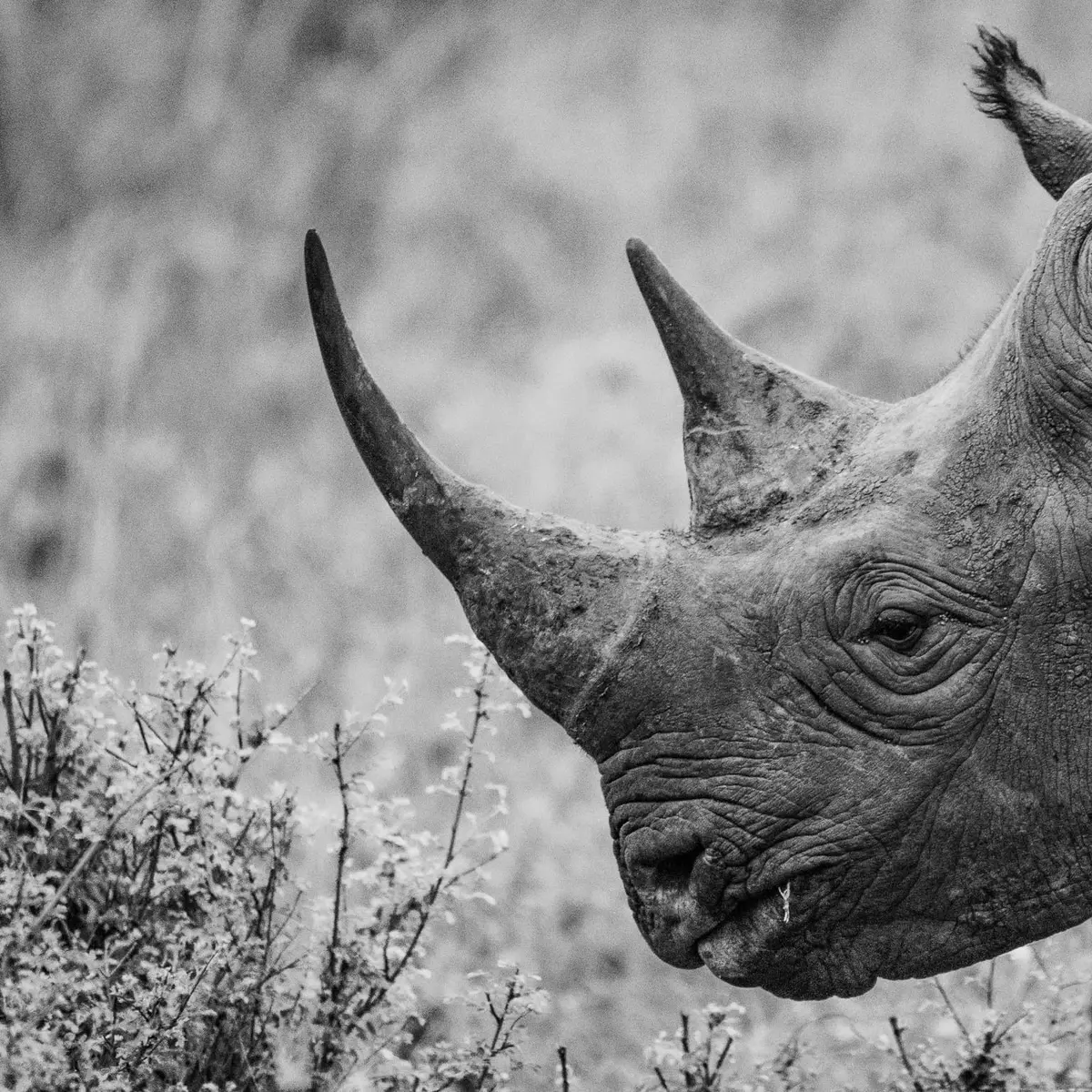 Misteri Arti Mimpi Melihat Badak: Apa Pesan Yang Tersembunyi?