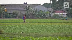 Petani menyirami lahan yang ditanami sayuran di Jalan Irigasi, Neglasari, Kota Tangerang, Senin (11/7/2022). Para petani sayuran di tempat tersebut menanam sayuran bayam dan caisim yang nantinya akan dijual di Pasar tradisional di Kota Tangerang. (Liputan6 com/Angga Yuniar)