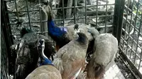 Tujuh ekor burung merak yang baru menyeberang dari Malaysia disita BBKSDA Riau. (Liputan6.com/M Syukur)