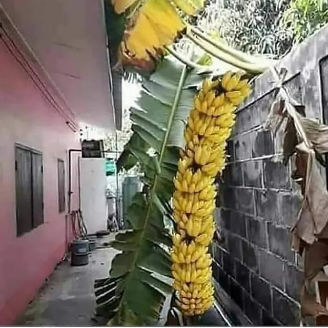 6 Momen Tak Terduga Ketiban Rezeki Buah Tetangga, Mujur Banget