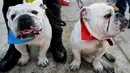 Ekpresi anjing Bulldog saat berkumpul untuk meraih Rekor Guinness di Mexico City di Meksiko (26/2). Bulldog adalah salah satu anjing ras tertua di dunia yang berasal dari Inggris, yang sering dikenal sebagai English Bulldog. (AFP/Alfredo Estrella)