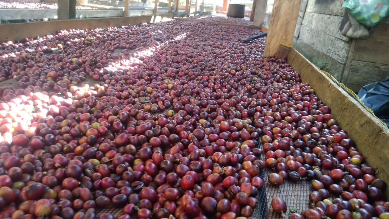 Harga kopi arabika Solok Selatan anjlok akibat wabah corona.