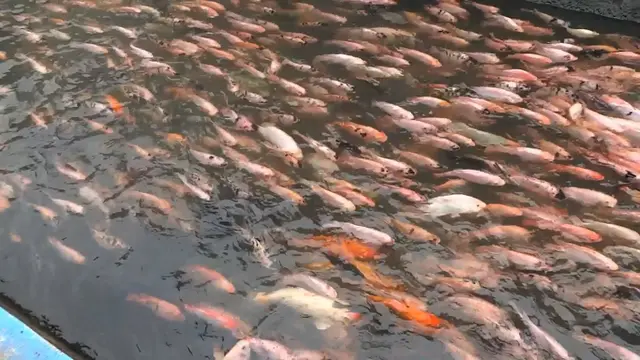 Ikan di Saluran Irigasi Bendhung Lepen