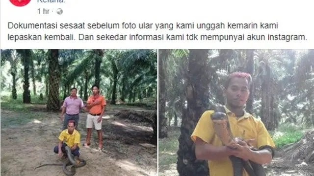 King Cobra Raksasa (Sumber Foto: facebook.com/Made Dwi Sudarmawan)