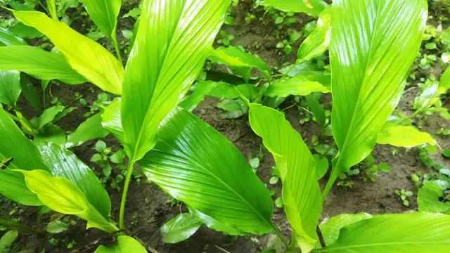 Cara Menanam Lengkuas yang Tepat agar Tumbuh Subur dan Optimal