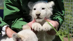 Bayi singa putih bermain dengan petugas di luar ruangan di Nantong Forest Safari Park di Kota Nantong, Provinsi Jiangsu, China, 23 April 2020. Bayi-bayi berusia hampir dua bulan itu memulai debut mereka di Nantong Forest dan mereka secara resmi akan bertemu wisatawan pada 1 Mei. (Xinhua/Xu Congjun)