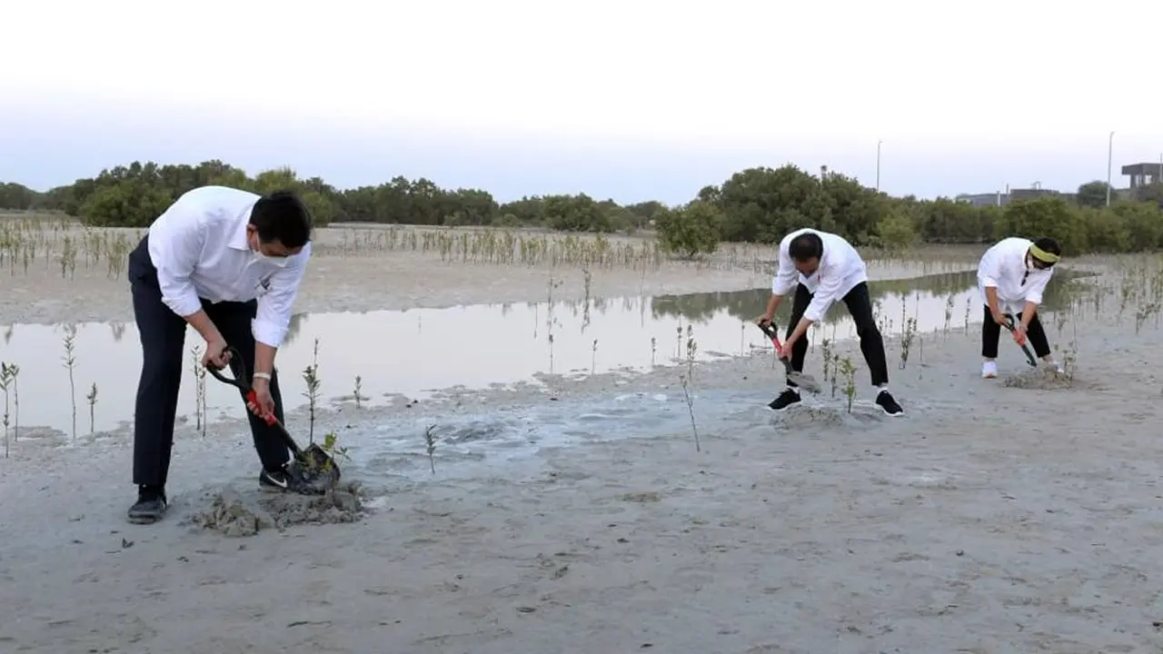 FOTO: Presiden Jokowi Tanam Mangrove di Abu Dhabi