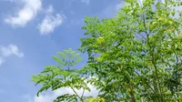 Catat, Ini Keunggulan Kelor Dibandingkan Tanaman Lain