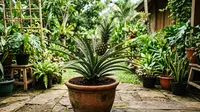 Cara Menanam Nanas Bisa Ditanam di Dalam Pot, Begini Merawatnya