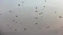 Burung-burung jalak terbang berkelompok membentuk pola sebelum hinggap untuk beristirahat di wilayah Jordania, Tepi Barat r pada 2 Januari 2020. Fenomena ini disebut murmuration, yakni ketika kawanan besar burung migran membentuk pola penerbangan. (MENAHEM KAHANA/AFP)