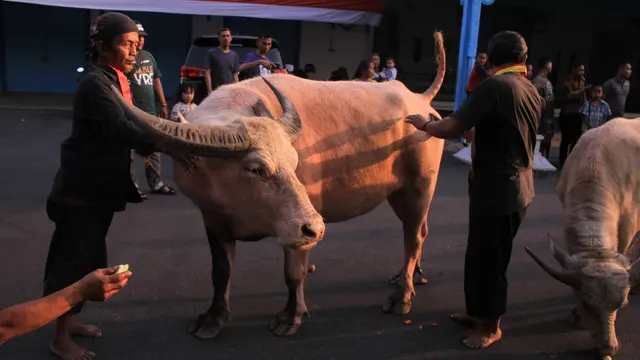 ilustrasi tradisi kirab pada malam satu suro