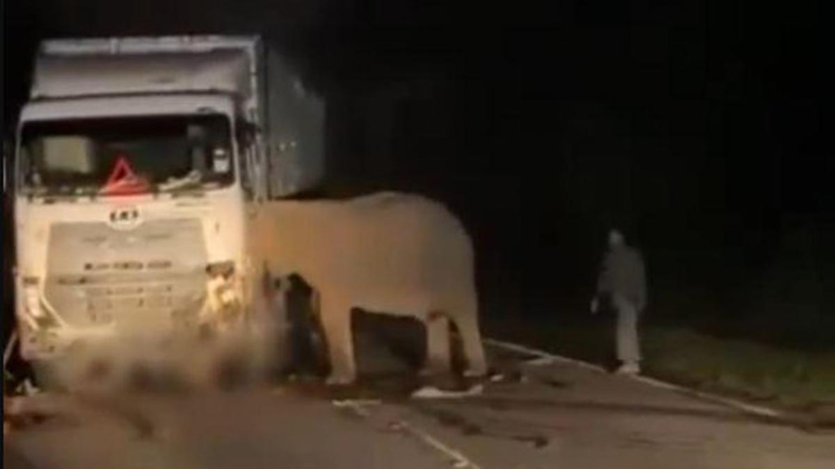 Kasih Ibu Tanpa Batas, Induk Gajah Tak Mau Tinggalkan Anak yang Tewas Ditabrak Truk