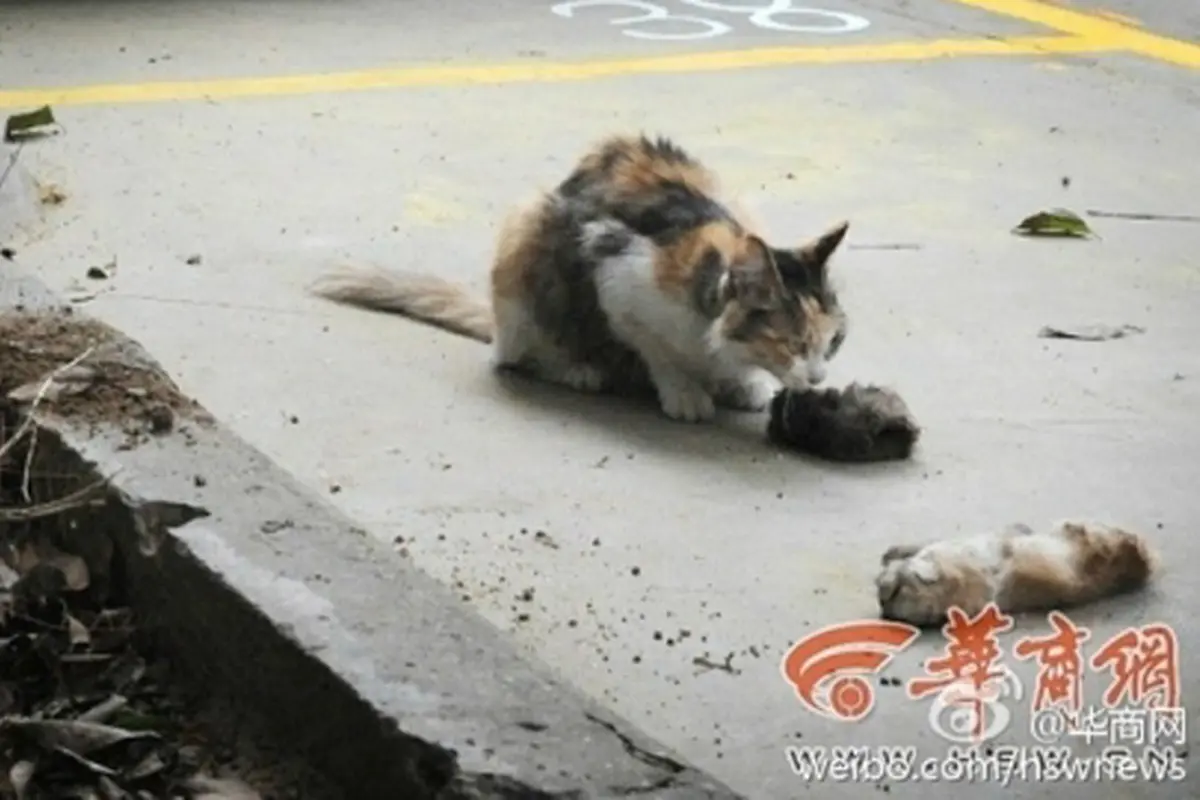 Haru, Ibu Kucing Coba Bangunkan Anaknya yang Mati Dibunuh