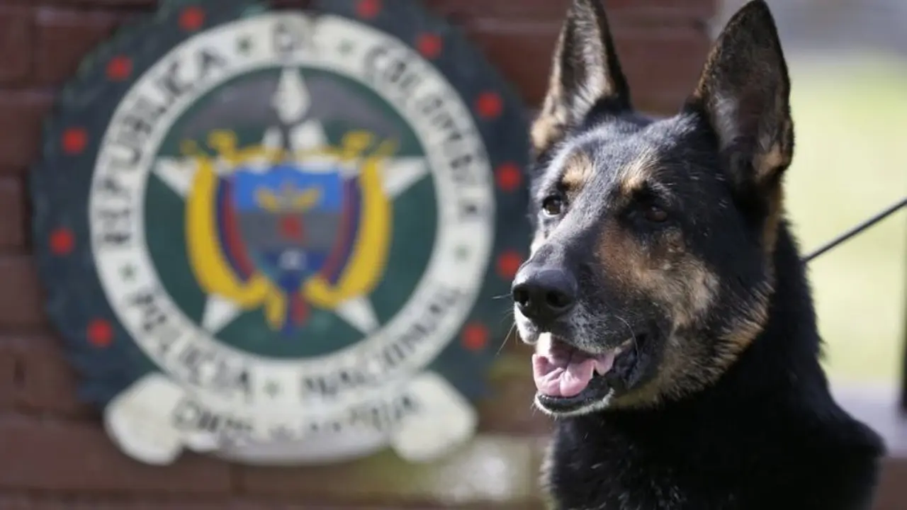 Anjing bernama Sombra menerima ancaman pembunuhan dari bos kartel narkoba yang menaruh dendam padanya  (AP Photo/Fernando Vergara)