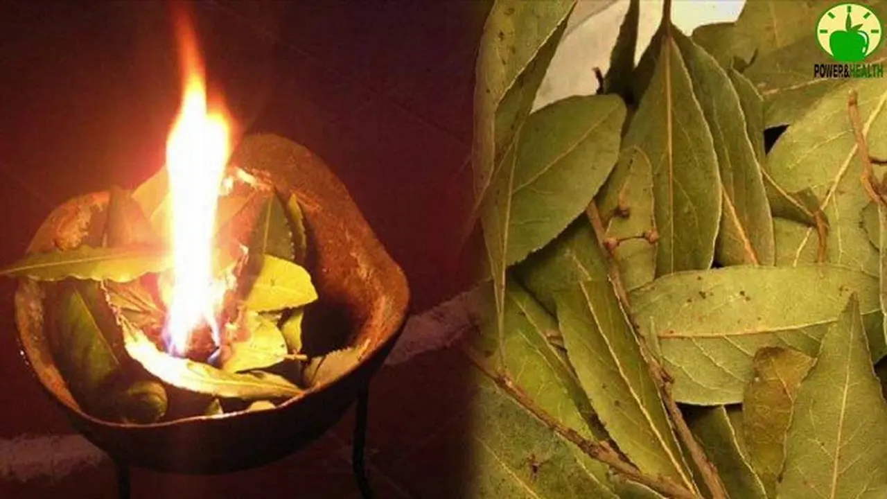 Daun Salam
