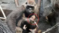 Gorila bernama Shira itu tidur bersama mayat anaknya dan setiap pagi, Shira berusaha membangunkan anaknya.