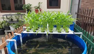 Cara Budidaya Lele di Kolam Kecil agar Tetap Menguntungkan, dari Persiapan hingga Panen
