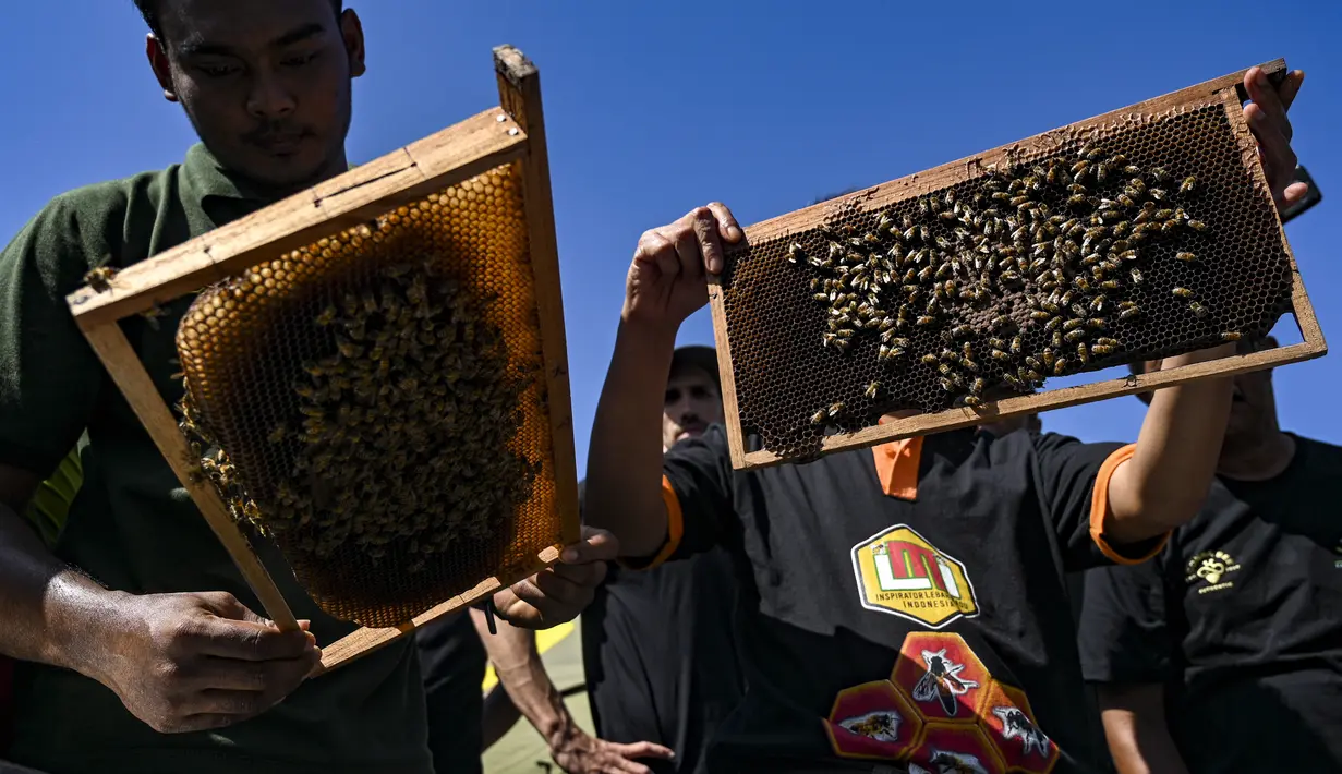 Peternak lebah memeriksa sarang lebah madu Eropa di sebuah peternakan lebah di Pekan Bada, provinsi Aceh (20/2/2022). Lokasi ini jadikan eduwisata, sambil berwisata peserta belajar membudidaya lebah.  (AFP/Chaideer Mahyuddin)