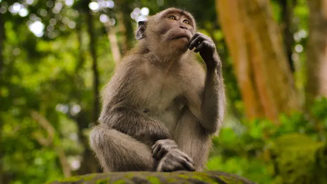 Spesies Baru Monyet Ditemukan di Hutan Kongo