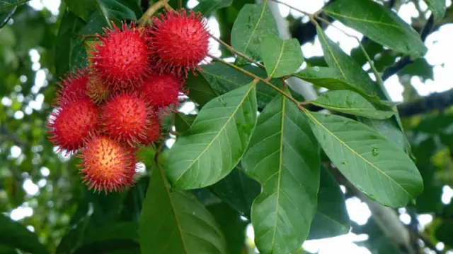 3 Khasiat Rambutan untuk Kecantikan