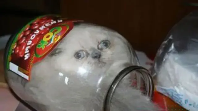 kucing heran