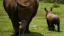 <p>Seekor anak badak putih berjalan-jalan dengan induknya di Padang Rumput Afrika, di Kebun Binatang Nasional Kuba di Havana, pada 23 Juni 2022. Kebun binatang di seluruh dunia telah diminta untuk mereproduksi mereka di penangkaran dengan harapan dapat melestarikan spesies tersebut jika punah di alam liar. (YAMIL LAGE / AFP)</p>