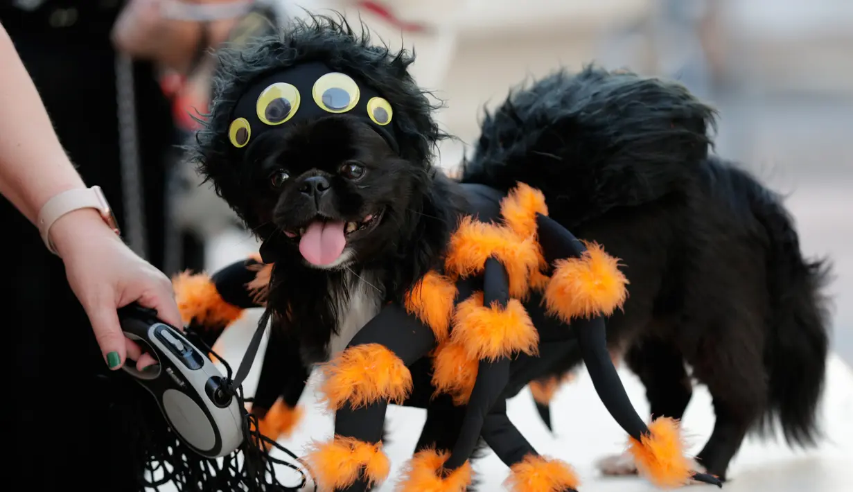 Seekor anjing bernama Punky mengenakan kostum laba-laba untuk berkompetisi dalam kontes kostum anjing Halloween tahunan di Coral Gables Museum, Coral Gables, Florida, Amerika Serikat, Kamis (31/10/2019). (AP Photo/Lynne Sladky)