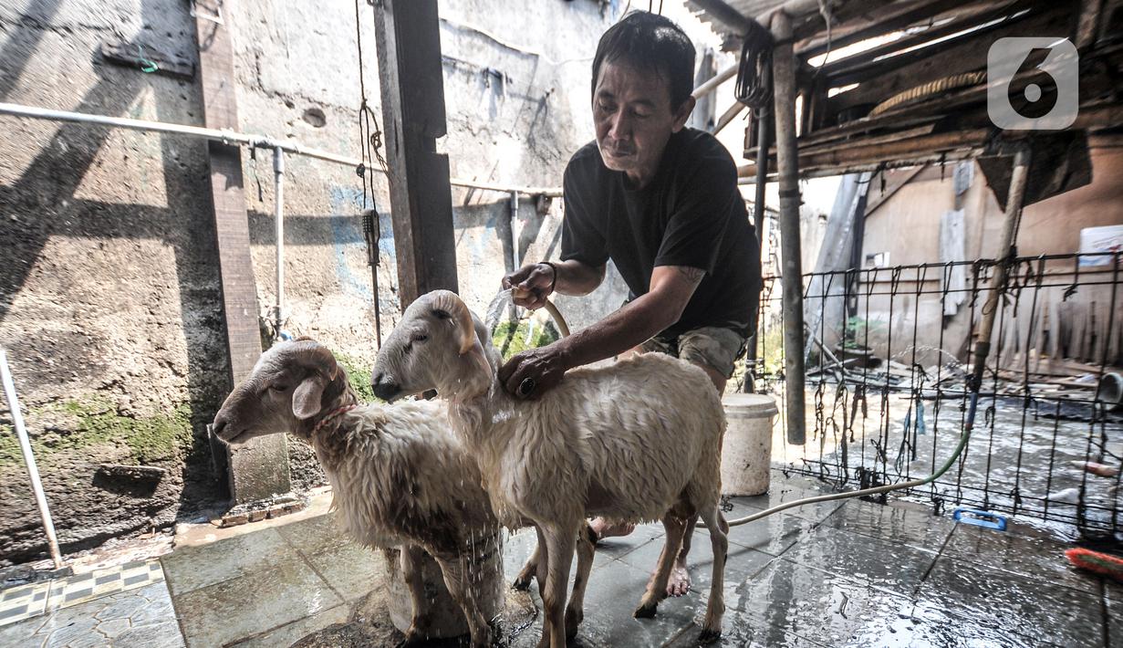 Pedagang hewan kurban memandikan kambing sebelum dijual di Pasar Kambing, Tanah Abang, Jakarta, Selasa (6/7/2021). Menurut pedagang, bisanya memasuki dua minggu sebelum Idul Adha Pasar Kambing mulai ramai dikunjungi pembeli, namun tahun ini sepi. (merdeka.com/Iqbal S. Nugroho)