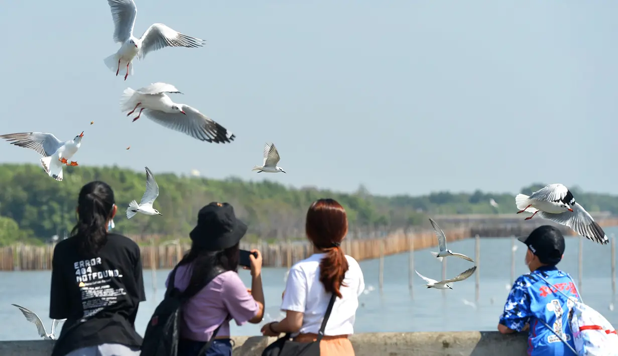 Para turis memberi makan burung camar di Resor Tepi Laut Bang Pu di Distrik Bang Pu, Provinsi Samut Prakarn, Thailand, pada 10 Desember 2020. Untuk menghindari cuaca dingin, kawanan burung camar terbang ke Resor Tepi Laut Bang Pu selama musim dingin. (Xinhua/Rachen Sageamsak)