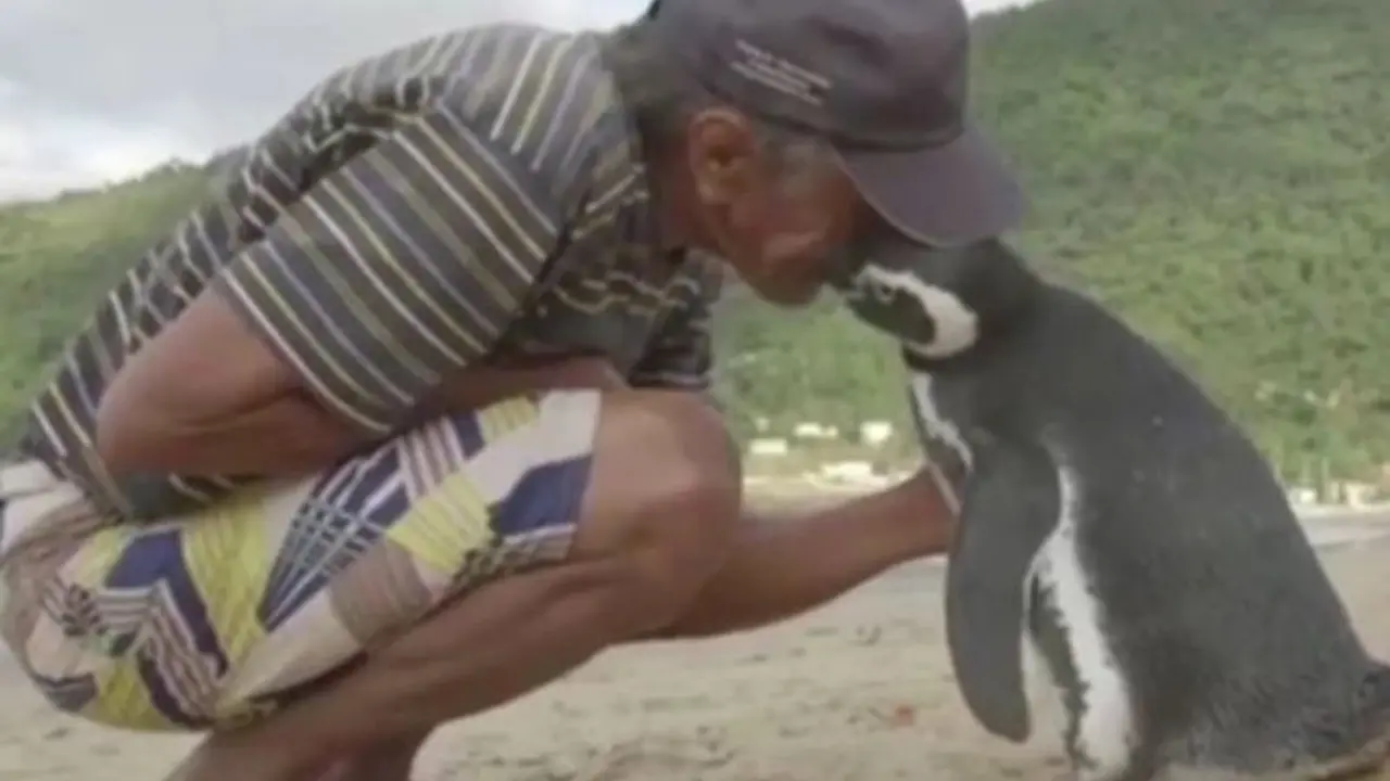 Tiap Tahun, Penguin Ini Lalui 8.000 Km untuk Temui Penyelamatnya