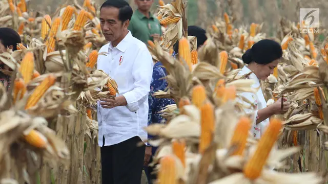 Jokowi Hadiri Panen Raya Jagung di Tuban