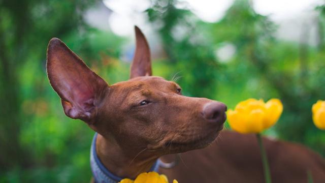 Pharaoh Hound