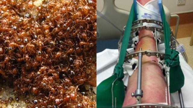 Jatuh dari Ketinggian 200 Meter, Diselamatkan Semut Api