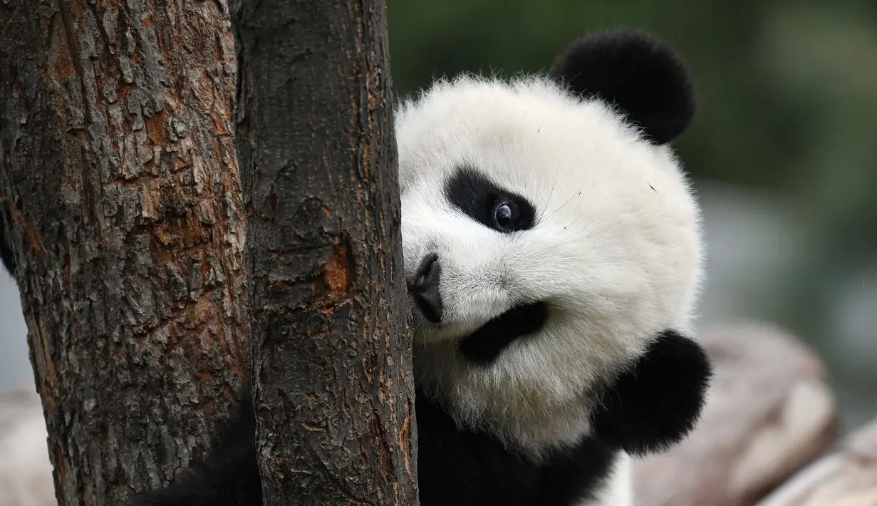 Panda bernama Jia Jia bermain di pusat penelitian dan penangkaran panda raksasa Qinling di Provinsi Shaanxi, China (31/3/2020). Pada 2019, tiga anak panda Jia Jia, Yuan Yuan, dan Qin Kuer lahir di tempat tersebut. Berkat perawatan para staf, ketiganya tumbuh besar dan sehat. (Xinhua/Zhang Bowen)