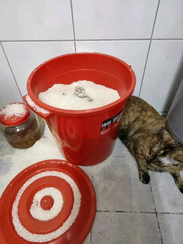 6 Momen Apes Sebelum Masak Nasi Ini Bikin Elus Dada, Ada Saja Masalahnya
