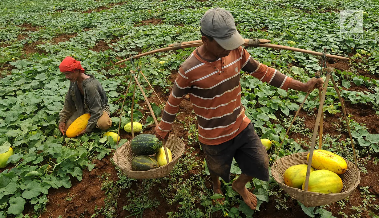 Petani memanen timun suri di areal pertanian Kampung Kemang, Bogor, Jawa Barat, Kamis (17/5). Pada bulan Ramadan permintaan timun suri mulai meningkat dan dijual mulai dari Rp 5.000 - Rp 8.000 per buahnya. (Merdeka.com/Arie Basuki)